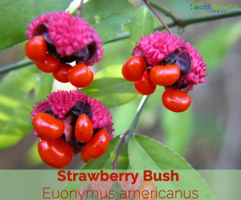 Strawberry Bush facts and health benefits