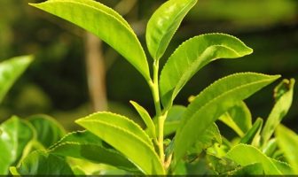 Facts about Tea Plant