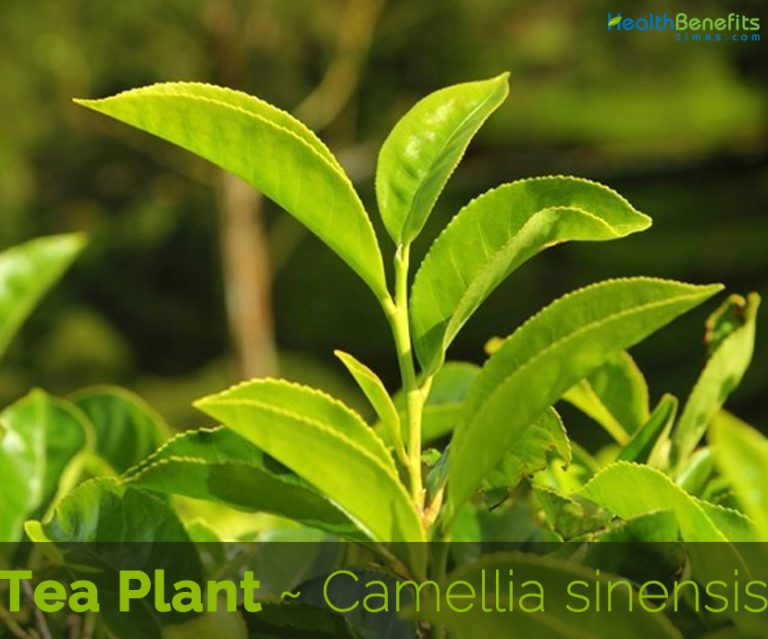 Tea Plant facts and health benefits