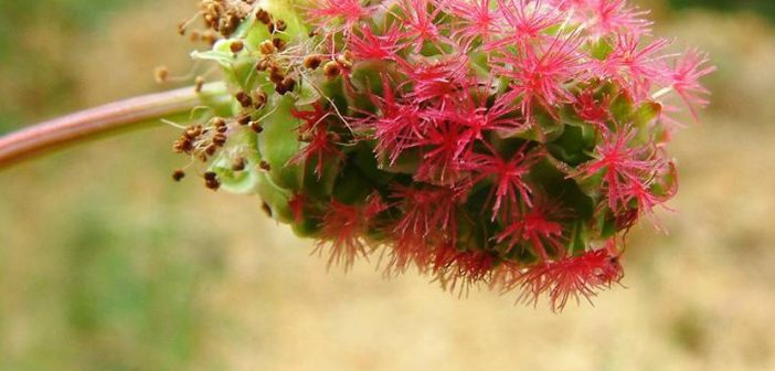 Health Benefits of Salad Burnet