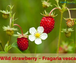 Health benefits of Wild Strawberry