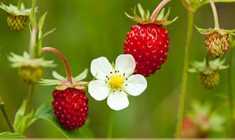 Health benefits of Wild Strawberry
