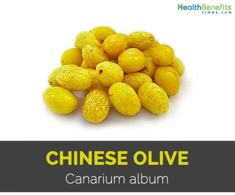 Chinese olive Facts, Health Benefits and Nutritional Value