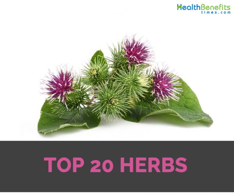 Top 20 Herbs and their Health Benefits