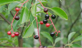 Facts-about-Bird-cherry