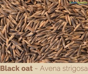 Facts about Black Oats