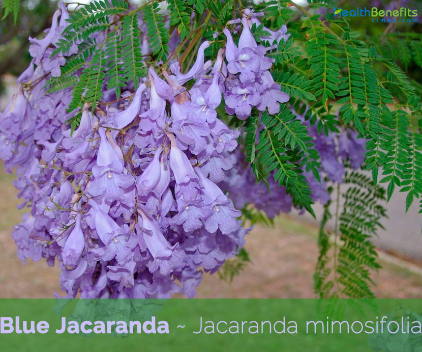 Jacaranda Afrikaans Top 20 Chart