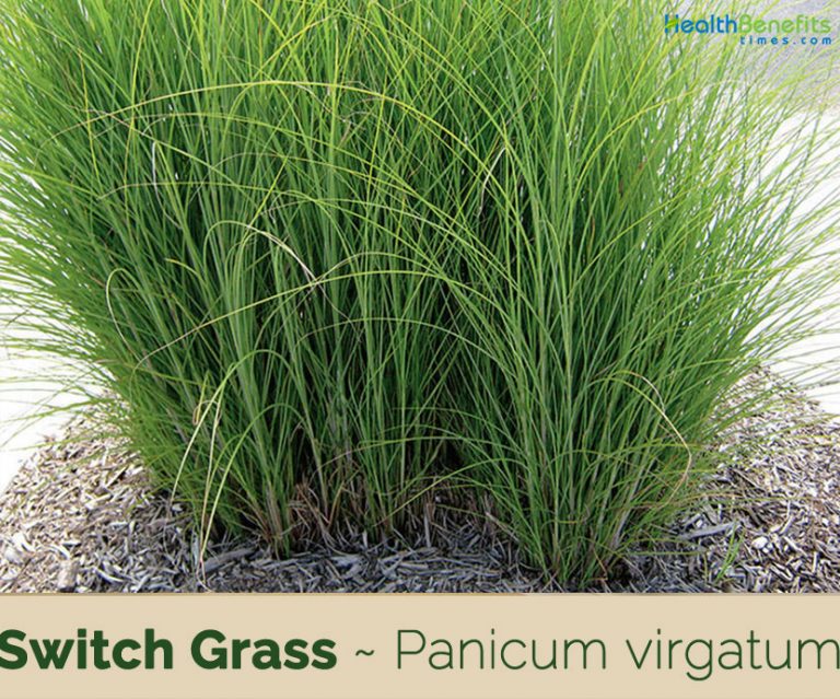 Switch Grass facts and health benefits