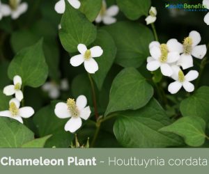 Health benefits of Chameleon Plant