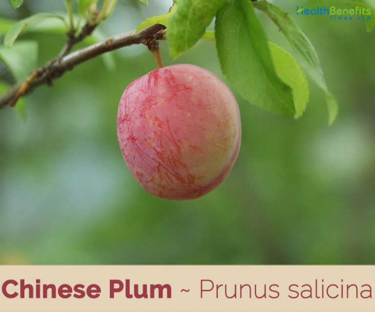 Chinese Plum facts and health benefits