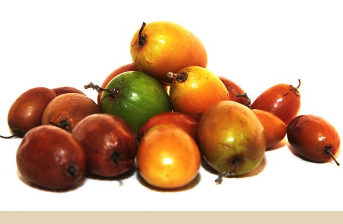 Indian Jujube Facts And Health Benefits Indian Jujube Facts And Health Benefits