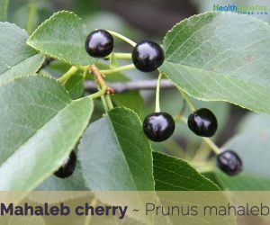 Health-benefits-of-Mahaleb-cherry