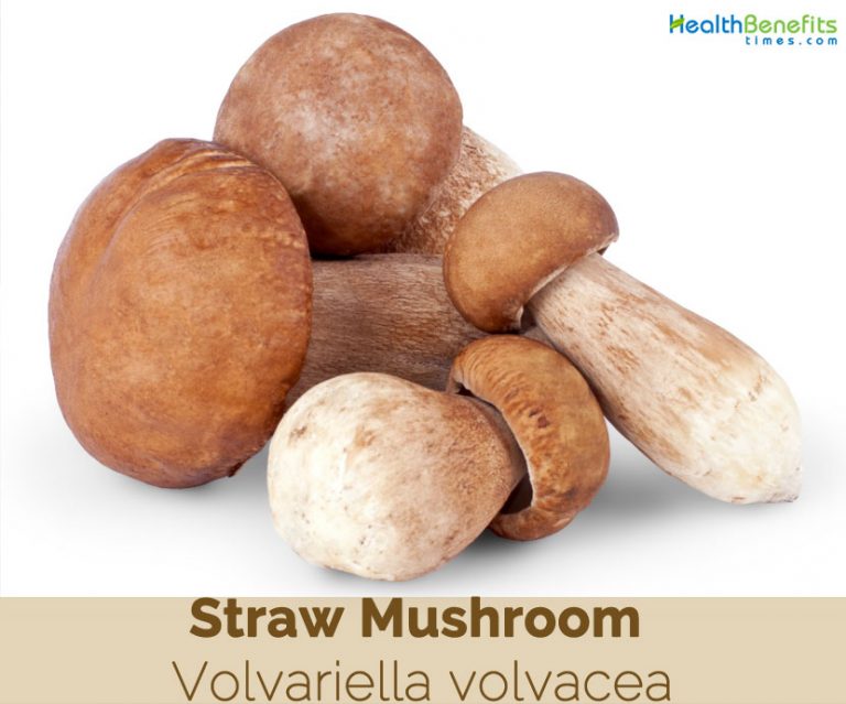 Straw Mushroom facts and health benefits