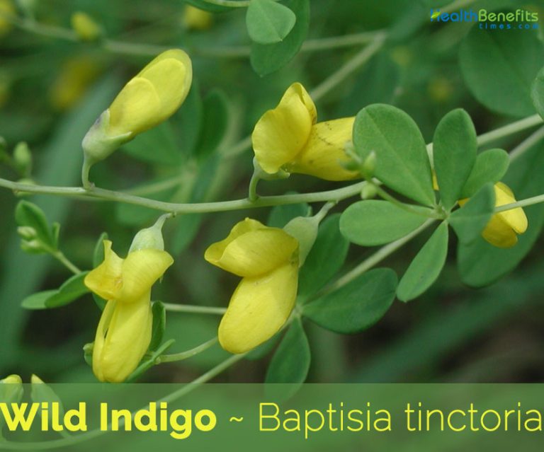 Wild Indigo facts and health benefits