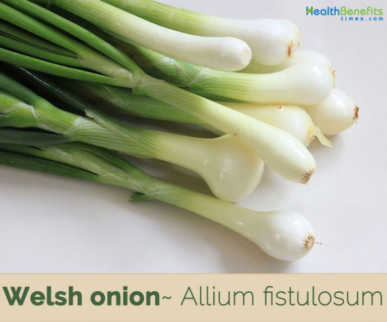 Welsh onion facts and health benefits