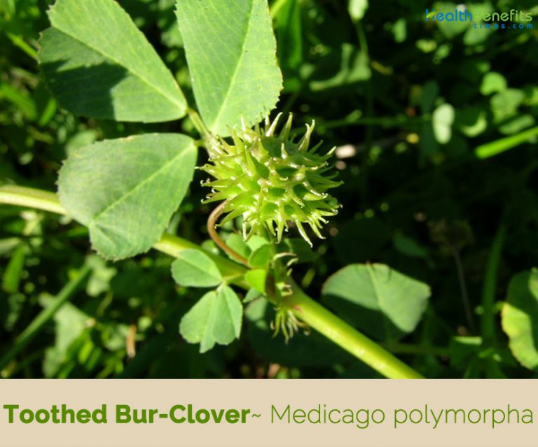 Toothed BurClover facts and health benefits
