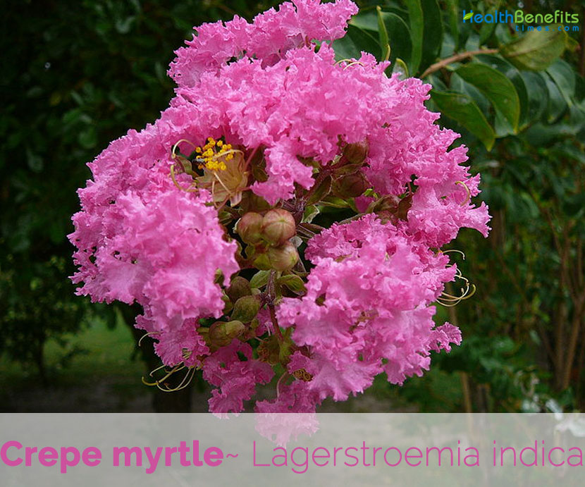 Crepe Myrtle Facts And Health Benefits