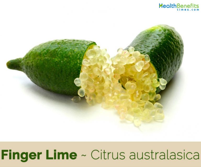 Finger Lime facts and health benefits