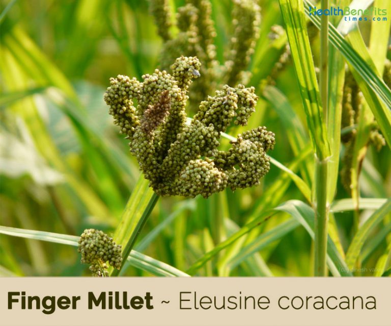 Finger millet facts and health benefits
