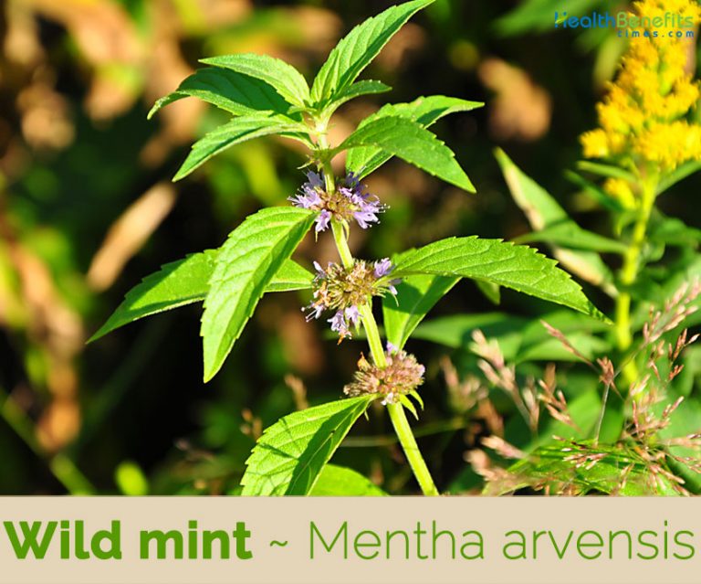 Wild mint facts and health benefits