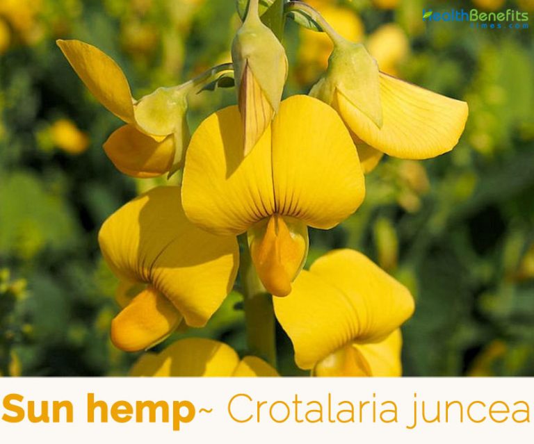 Sunn hemp facts and health benefits