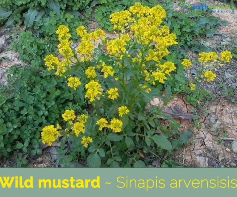 Wild mustard facts and health benefits