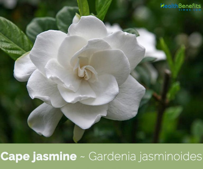 Cape jasmine facts and health benefits