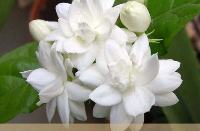 Organic Dried Jasmine Buds Arabian Jasmine Flower Wicca Herb Jasminum sambac 