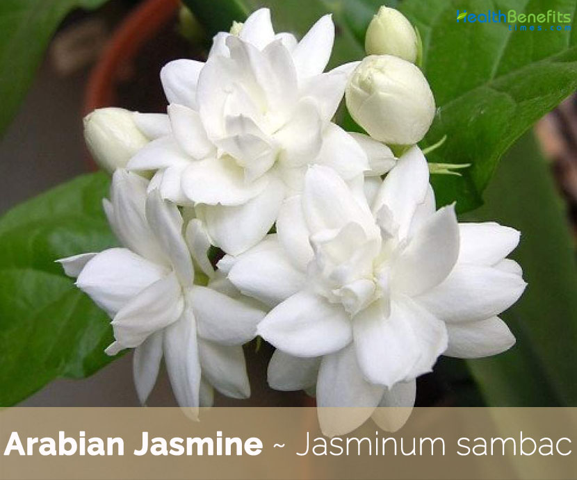 Arabian Jasmine and health benefits