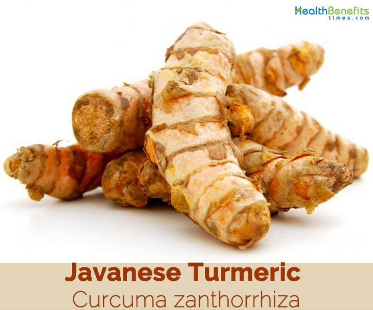 Javanese Turmeric facts and health benefits