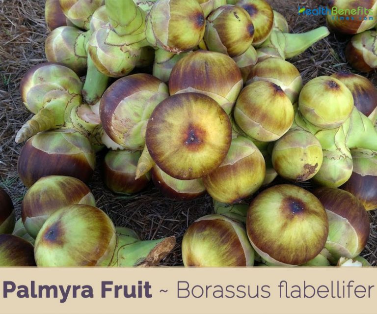 Palmyra Fruit facts and health benefits