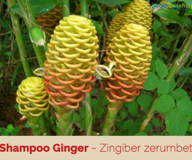 Shampoo Ginger facts and health benefits