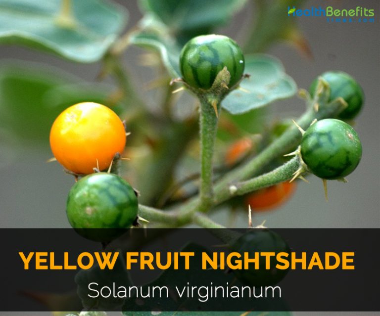 Yellow Fruit Nightshade Facts and Health Benefits