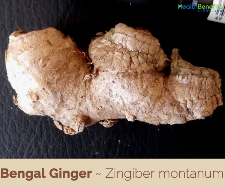 Bengal Ginger facts and health benefits