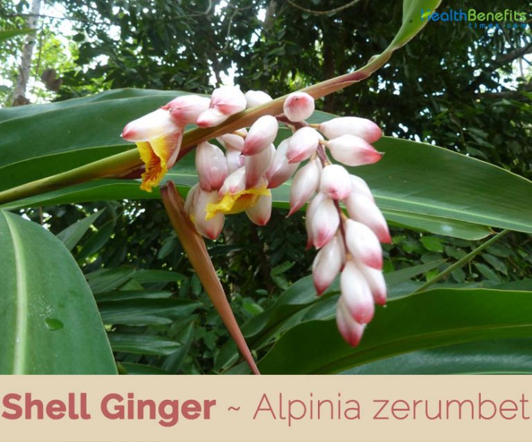 Shell Ginger facts and health benefits