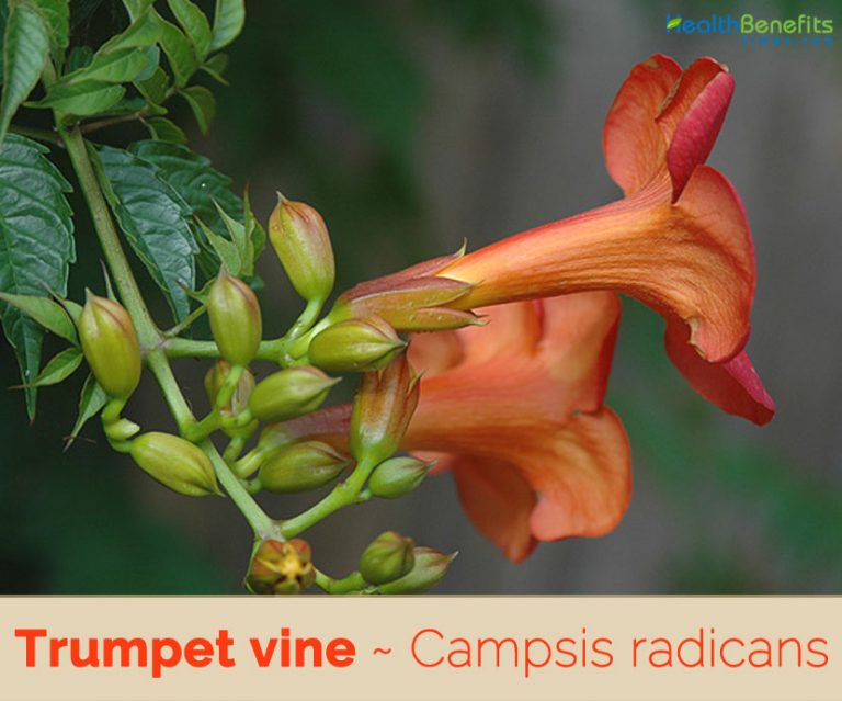Trumpet vine facts and health benefits