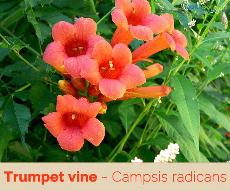 FactsaboutTrumpetVine Health Benefits