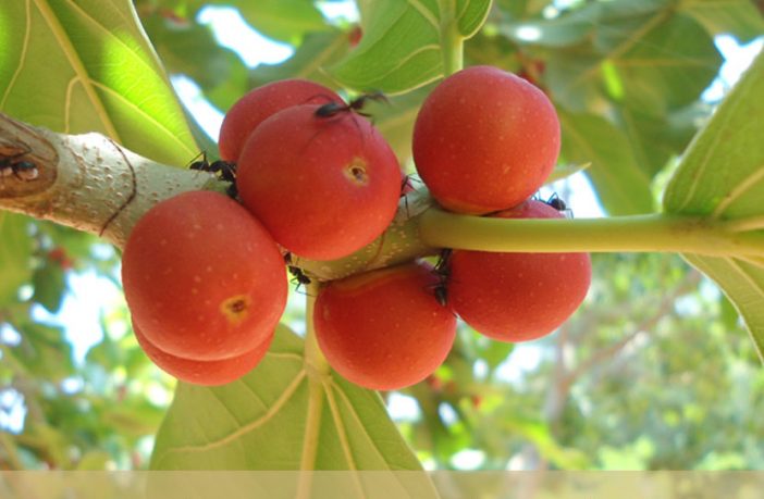 Bantan tree fruit