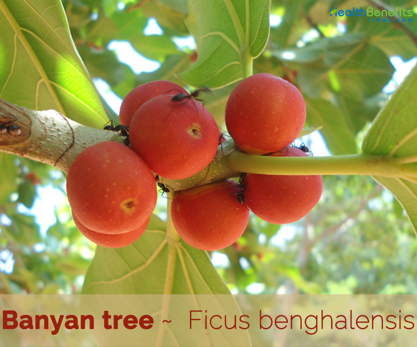 Banyan tree facts and health benefits