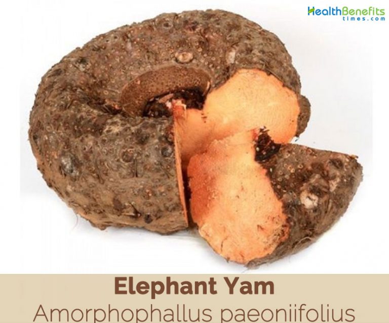 Elephant Yam facts and health benefits