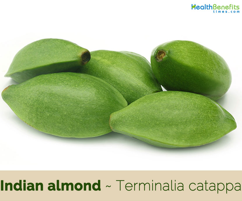 Nutritious California Almond