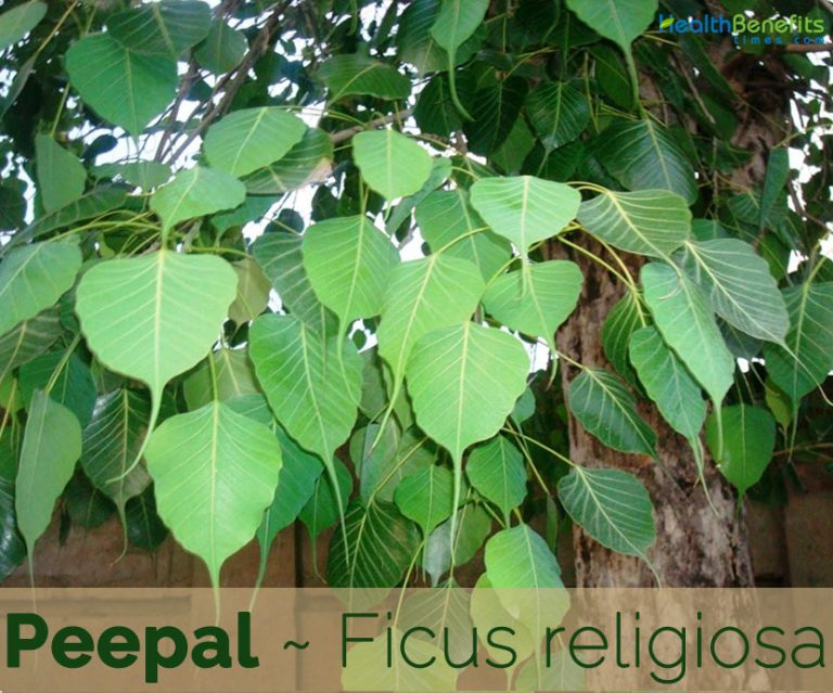 Peepal facts and health benefits