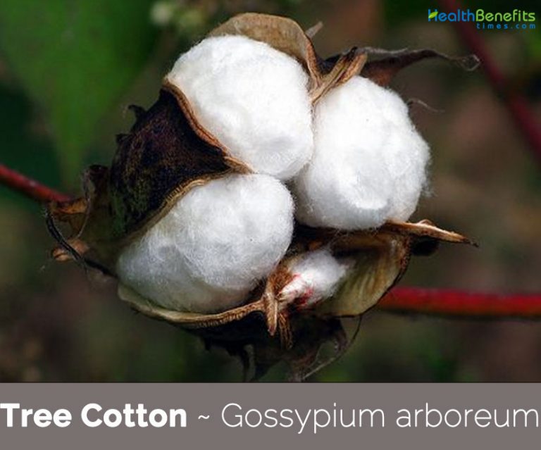 Tree cotton facts and health benefits