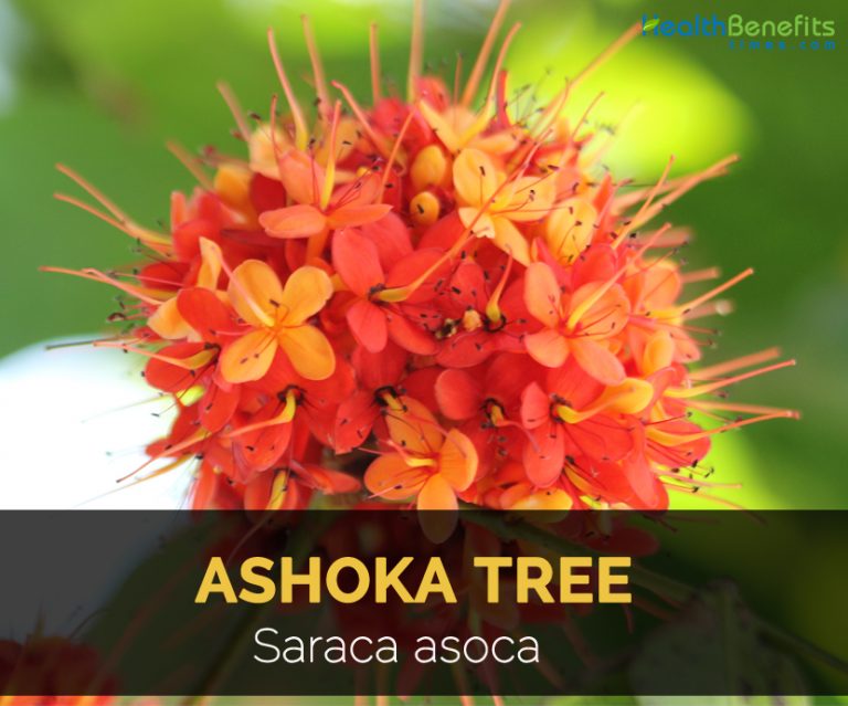Ashoka Tree Facts and Health Benefits