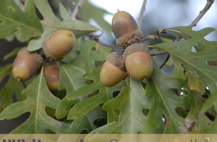 White Oak Facts And Health Benefits