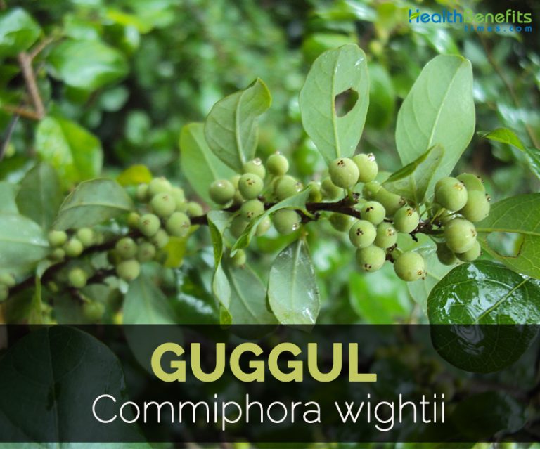 Guggul Facts and Health Benefits