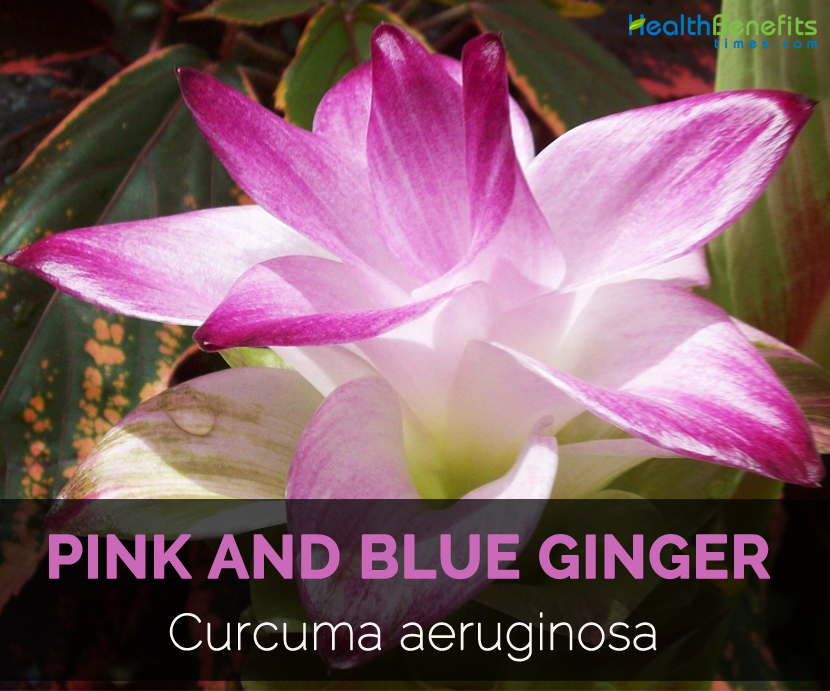 2. Benefits of Blue Ginger for Hair Health - wide 2