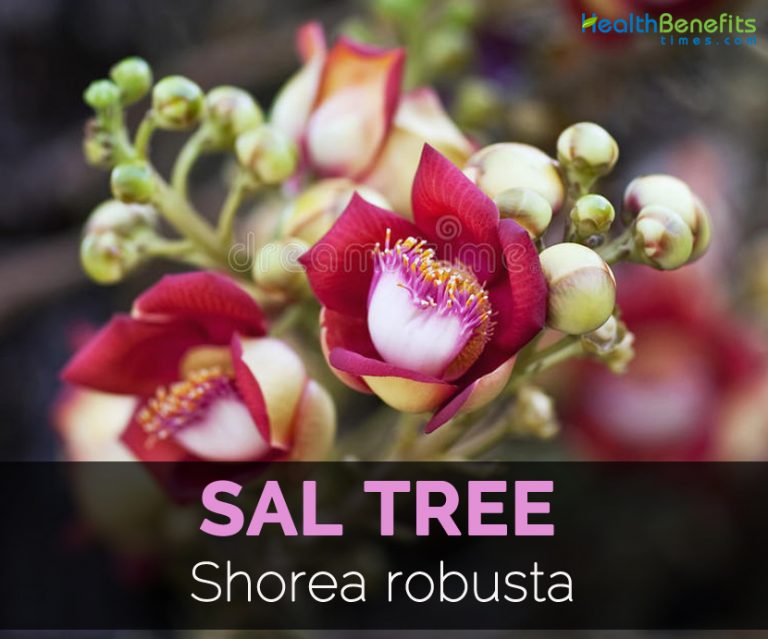 Sal Tree Facts and Health Benefits