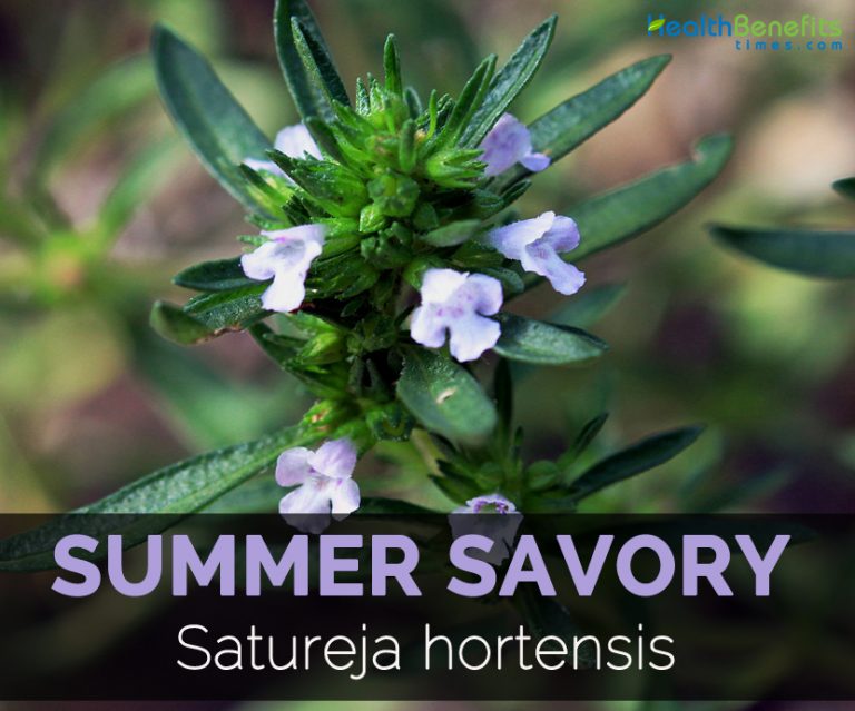 Summer savory Facts and Health Benefits