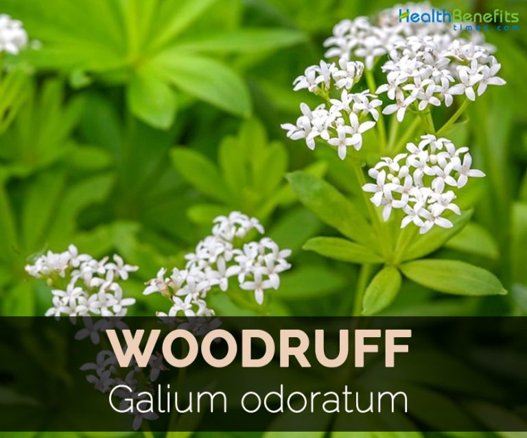 Woodruff Facts and Health Benefits